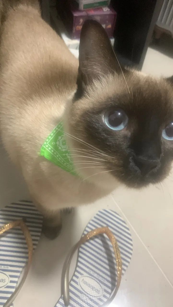 Adoção responsável 