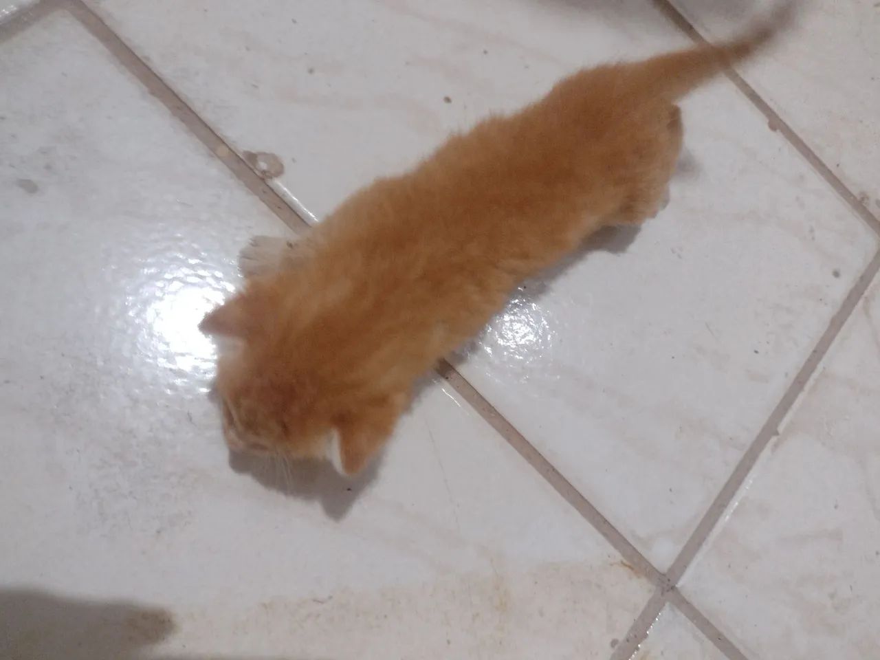 Gato laranja  - Foto 3