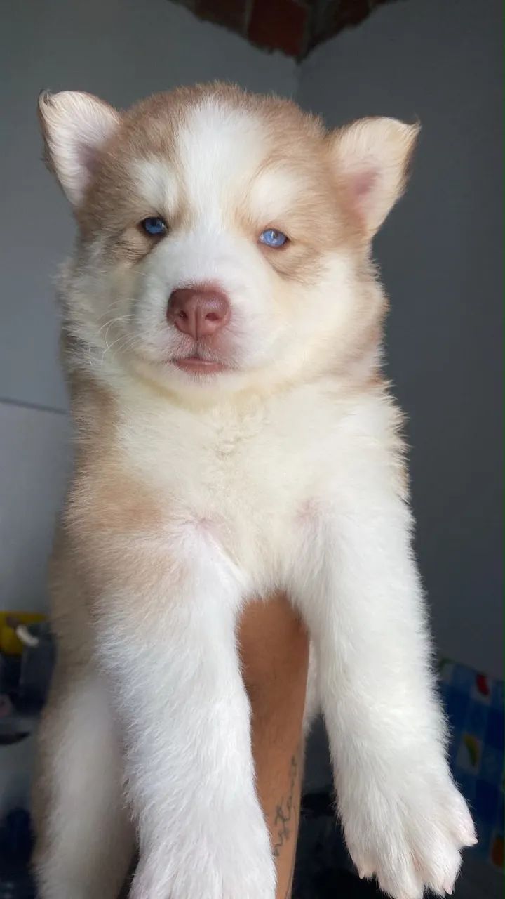 Husky Siberiano canil  - Foto 4