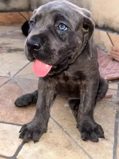 Cane corso filhotes 