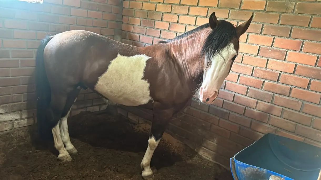 Cavalo Crioulo Cuiudo Bragado