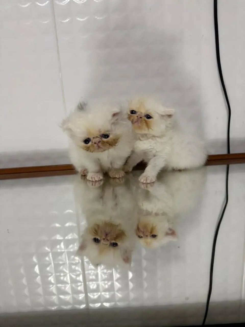 Filhote de gato persa  - Foto 3