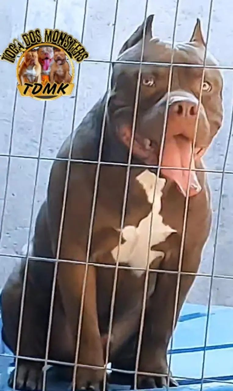 PITMONSTER  - Foto 2