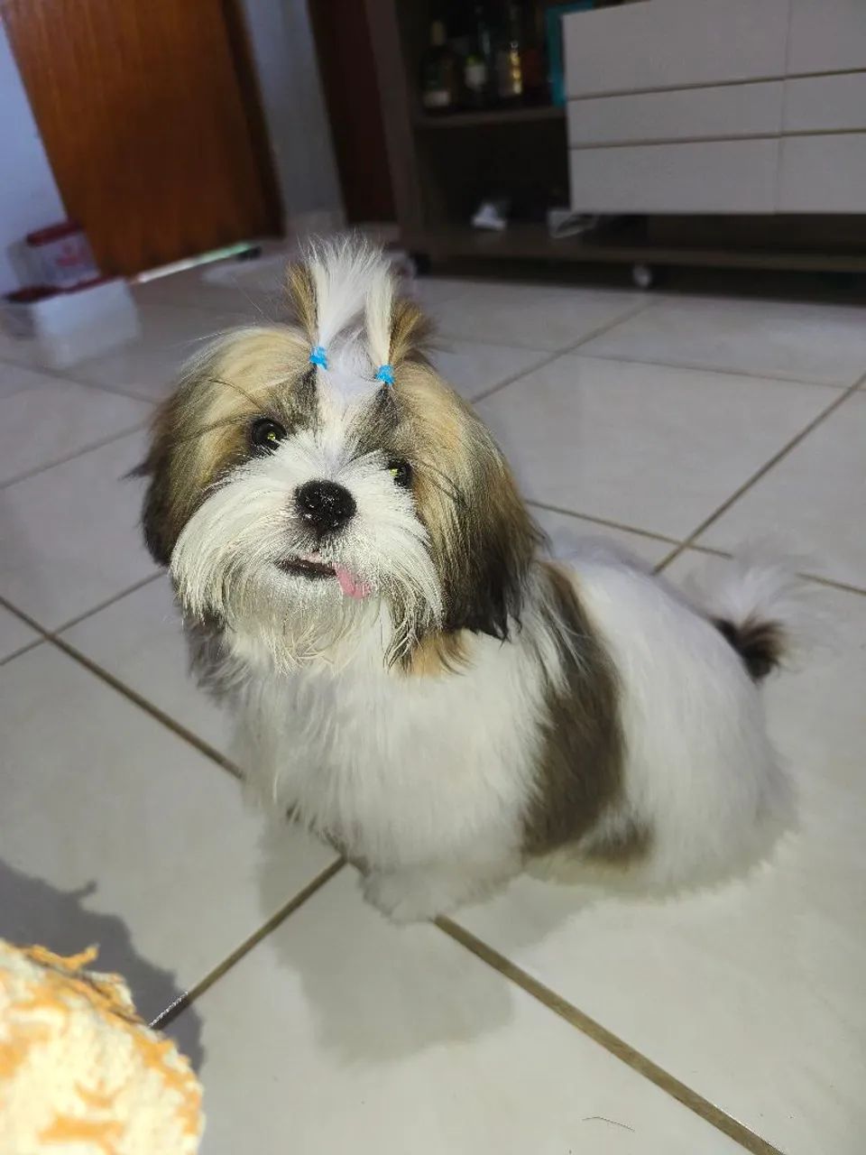 Shihtzu Macho para Cruzar - Foto 4