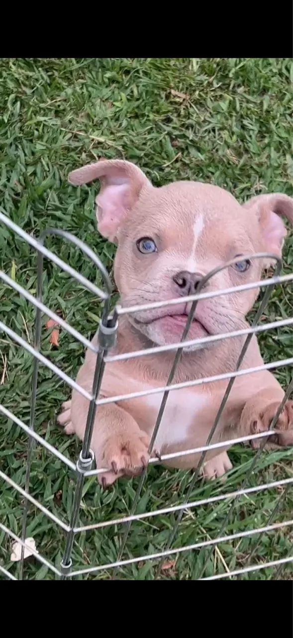 American Bully micro  - Foto 3