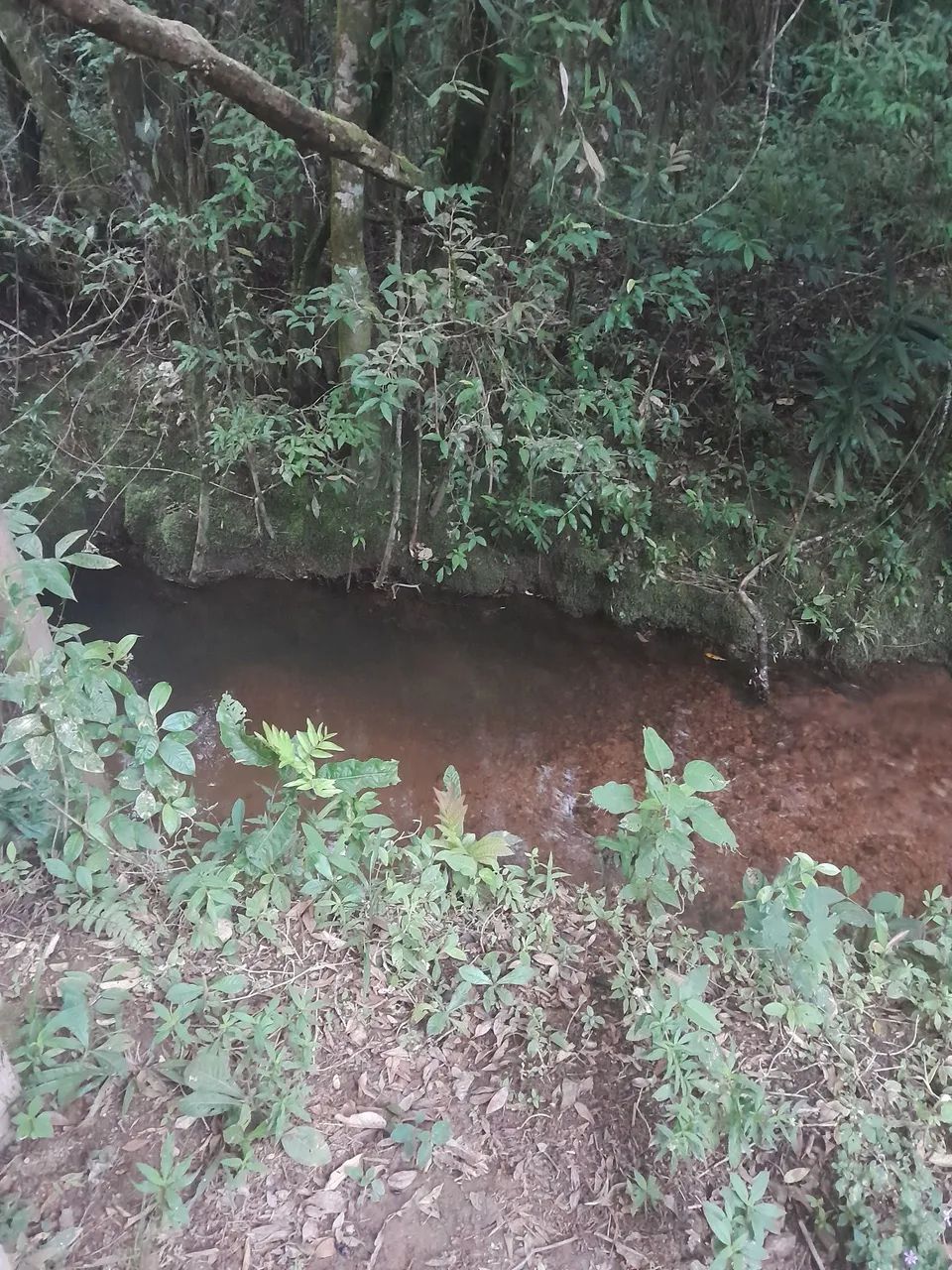 Vendo chacara no Pacau Bom Jardim de MG - Foto 5