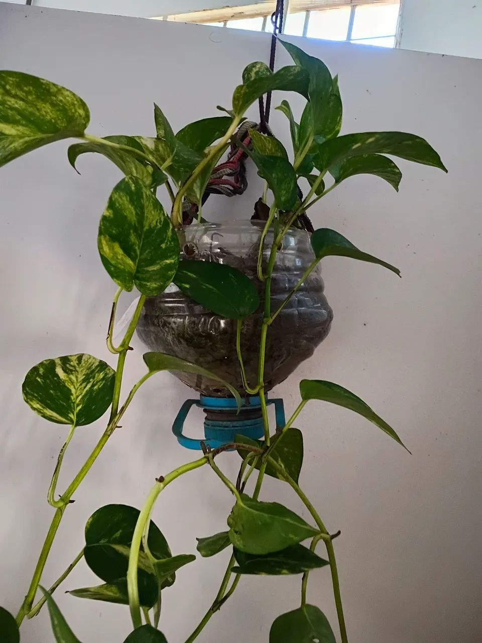 Plantas  - Foto 3