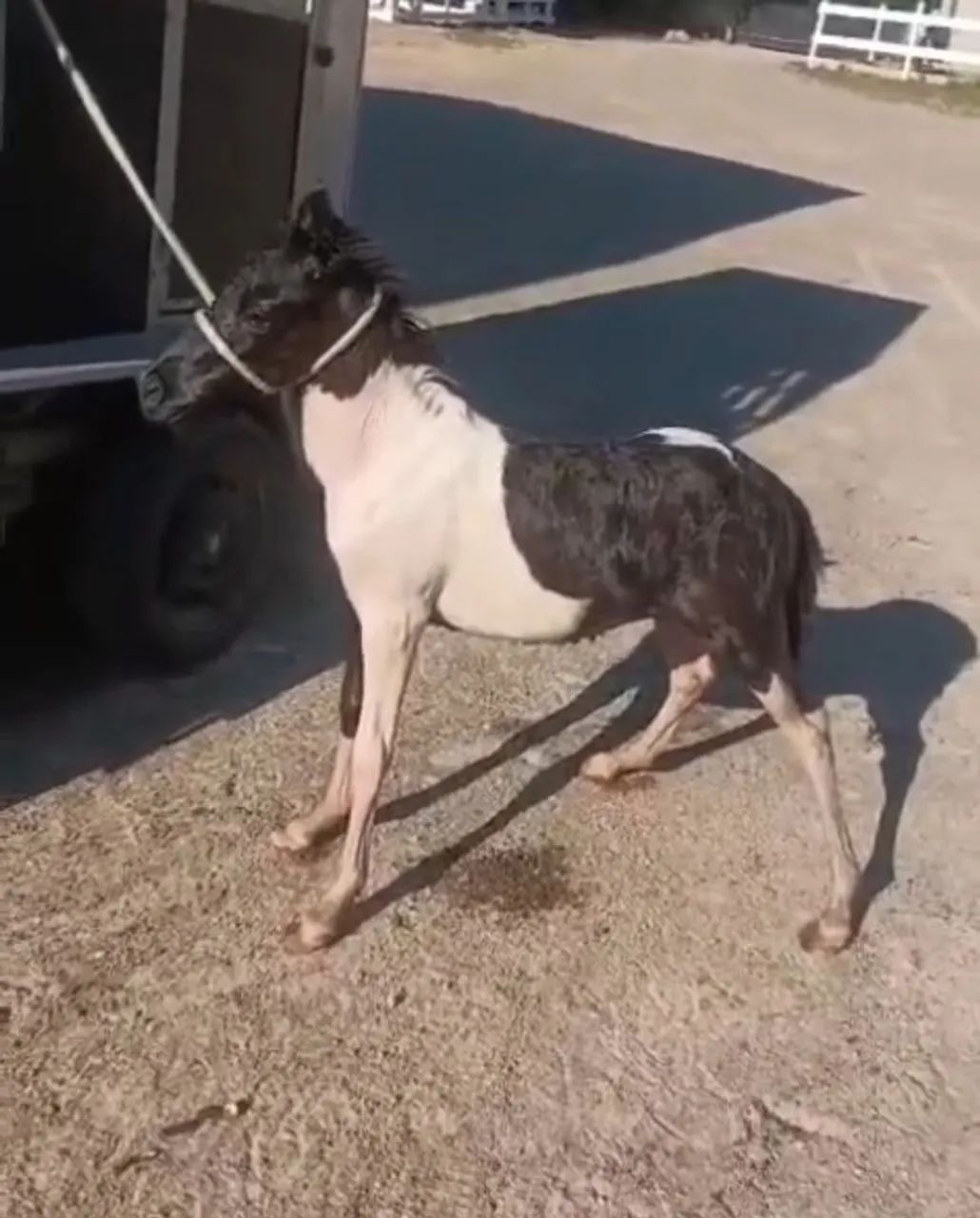 Vendo Pônei Tubiano lindo, lindo e muito mansinho.ponei tem  6 meses  perfeito para pet  - Foto 2