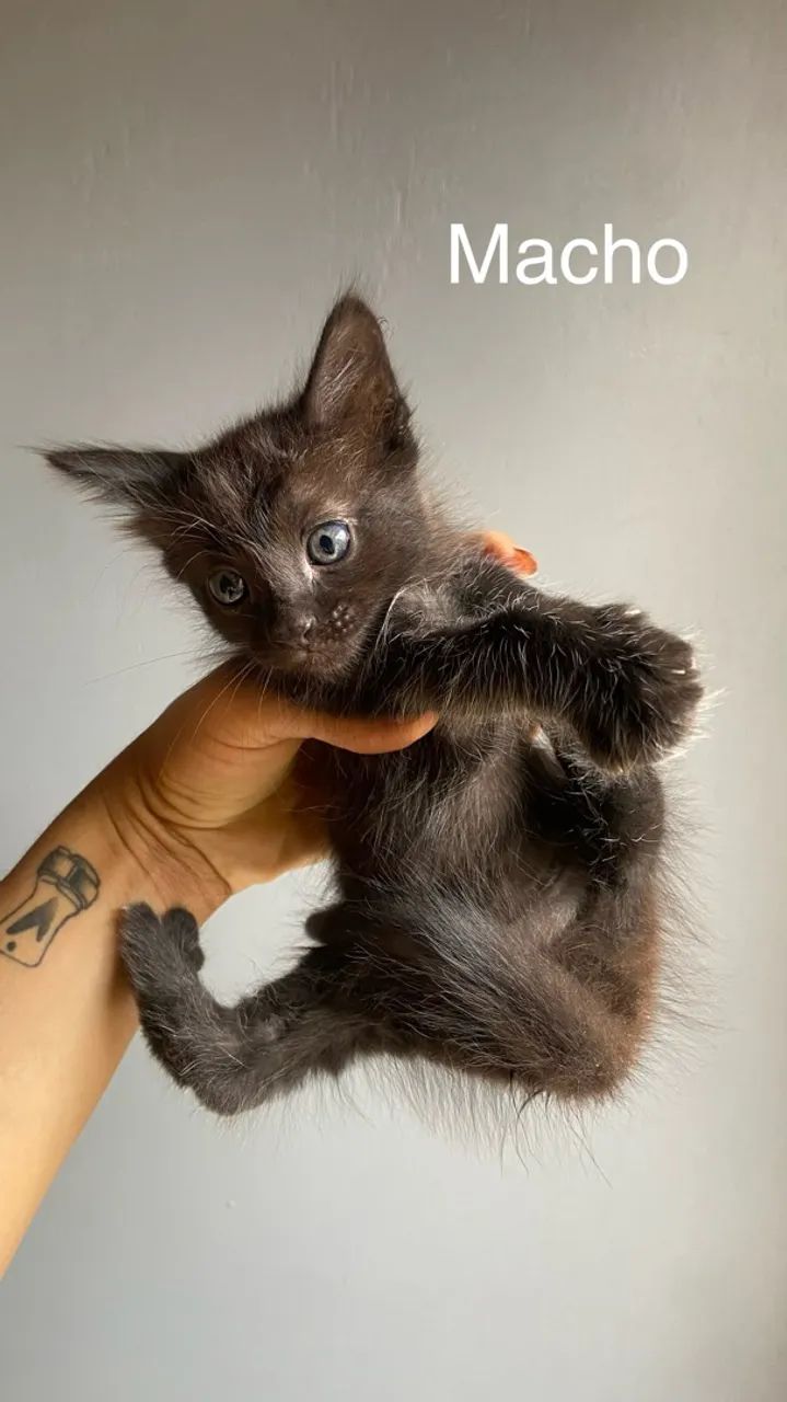 Gatos para adoção - Foto 5