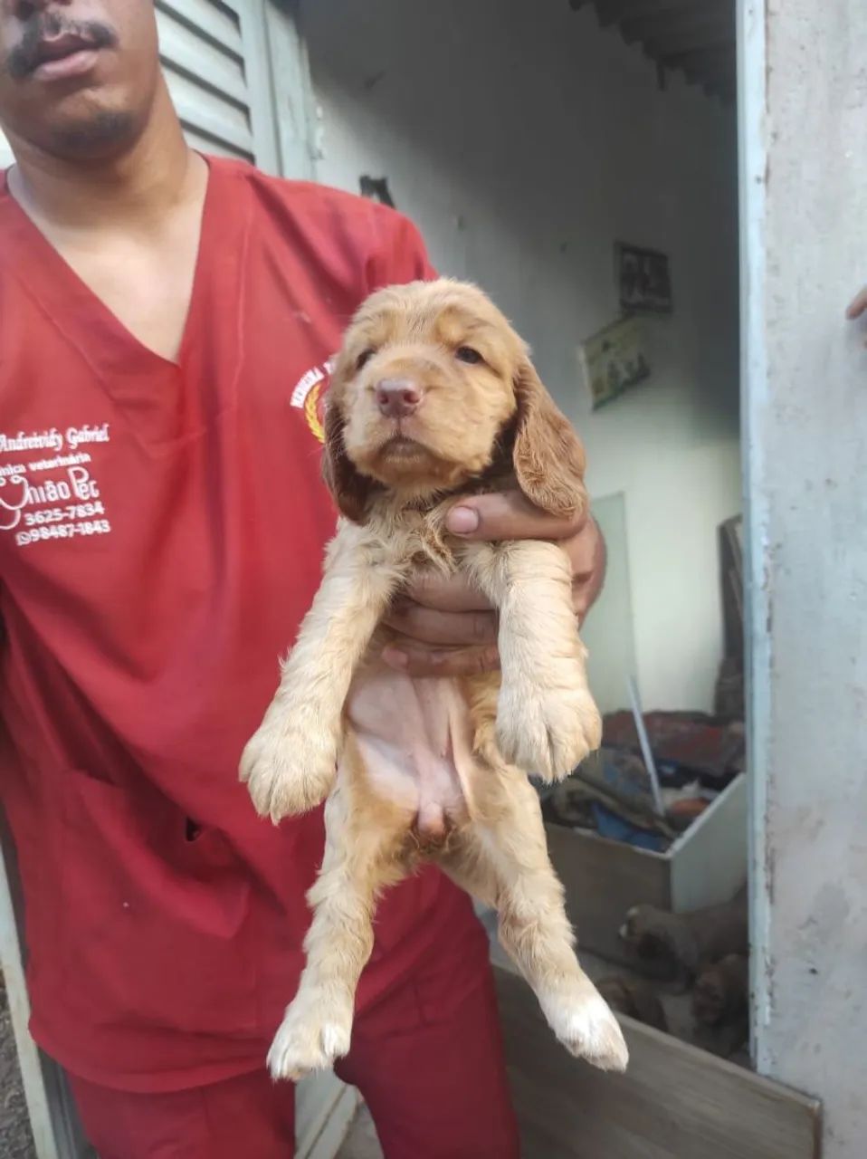 Vendo filhotes de Cocker spaniel  - Foto 4
