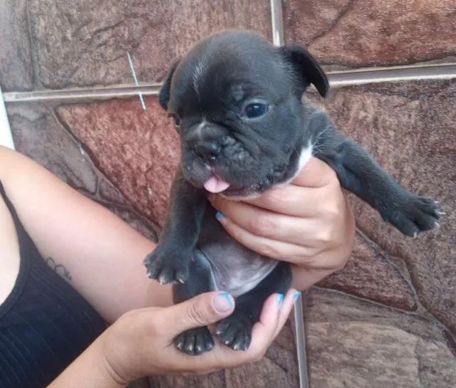 Bulldog frances vacinado e saudavel 