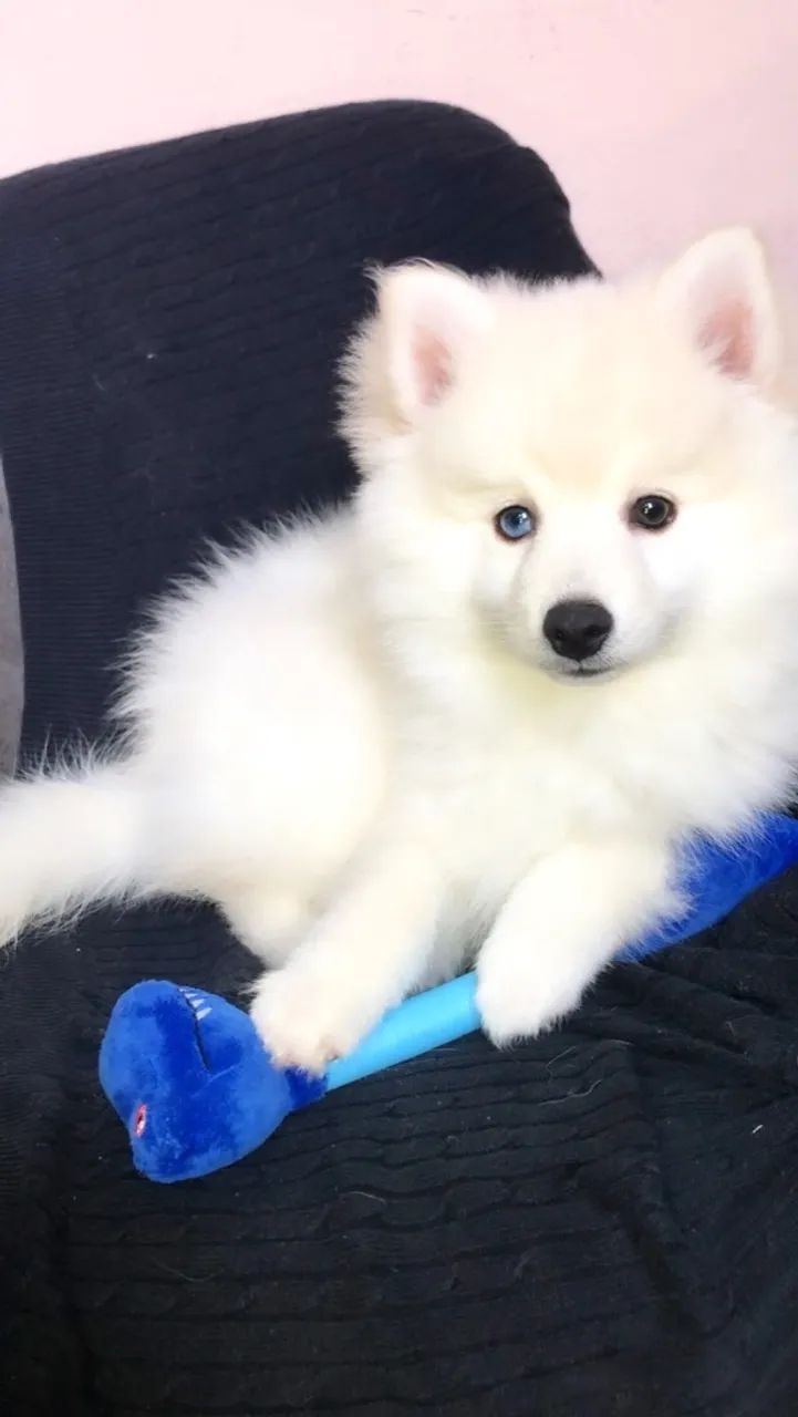 Pomsky f3