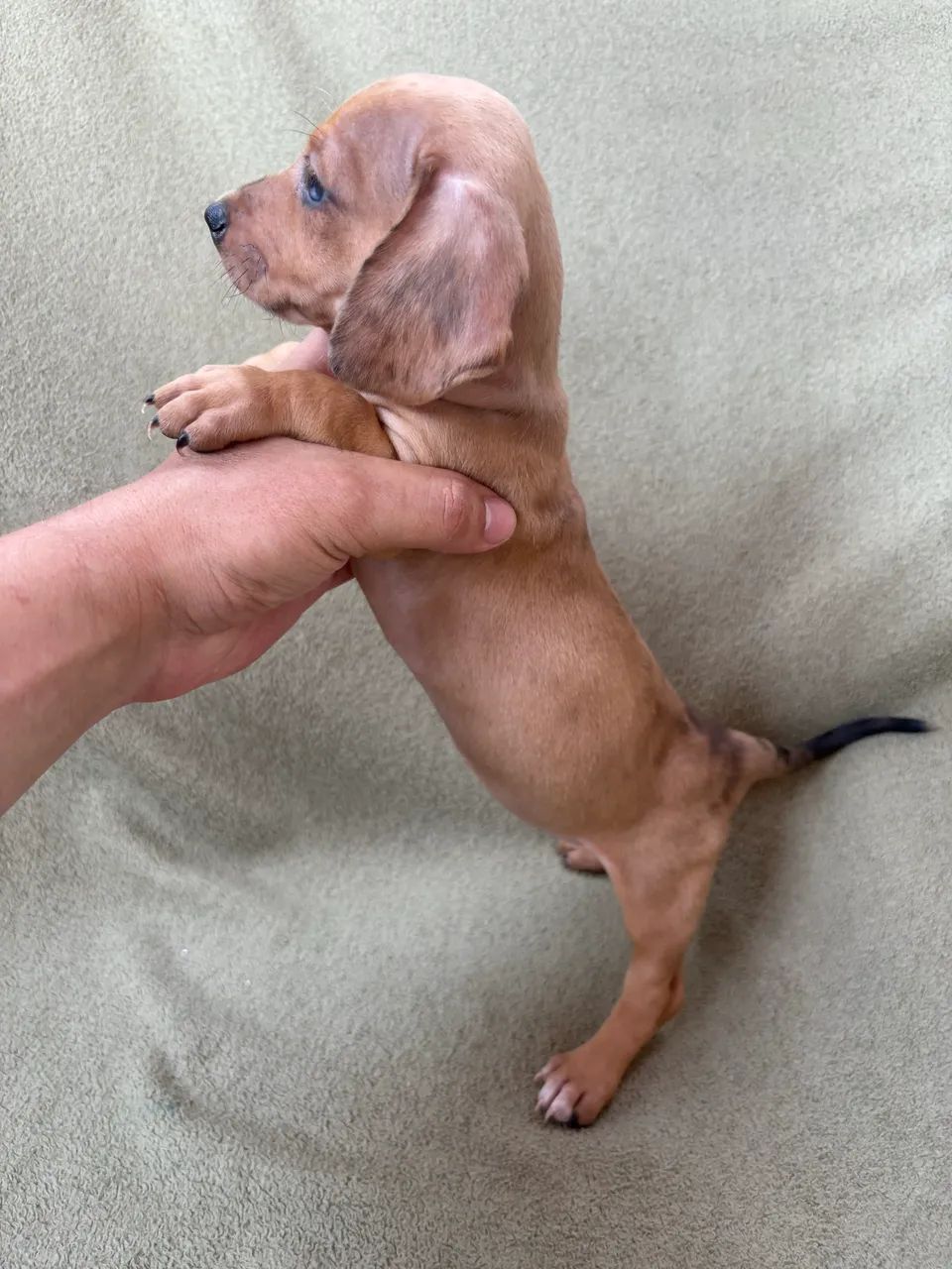 Dachshund fêmea  - Foto 3