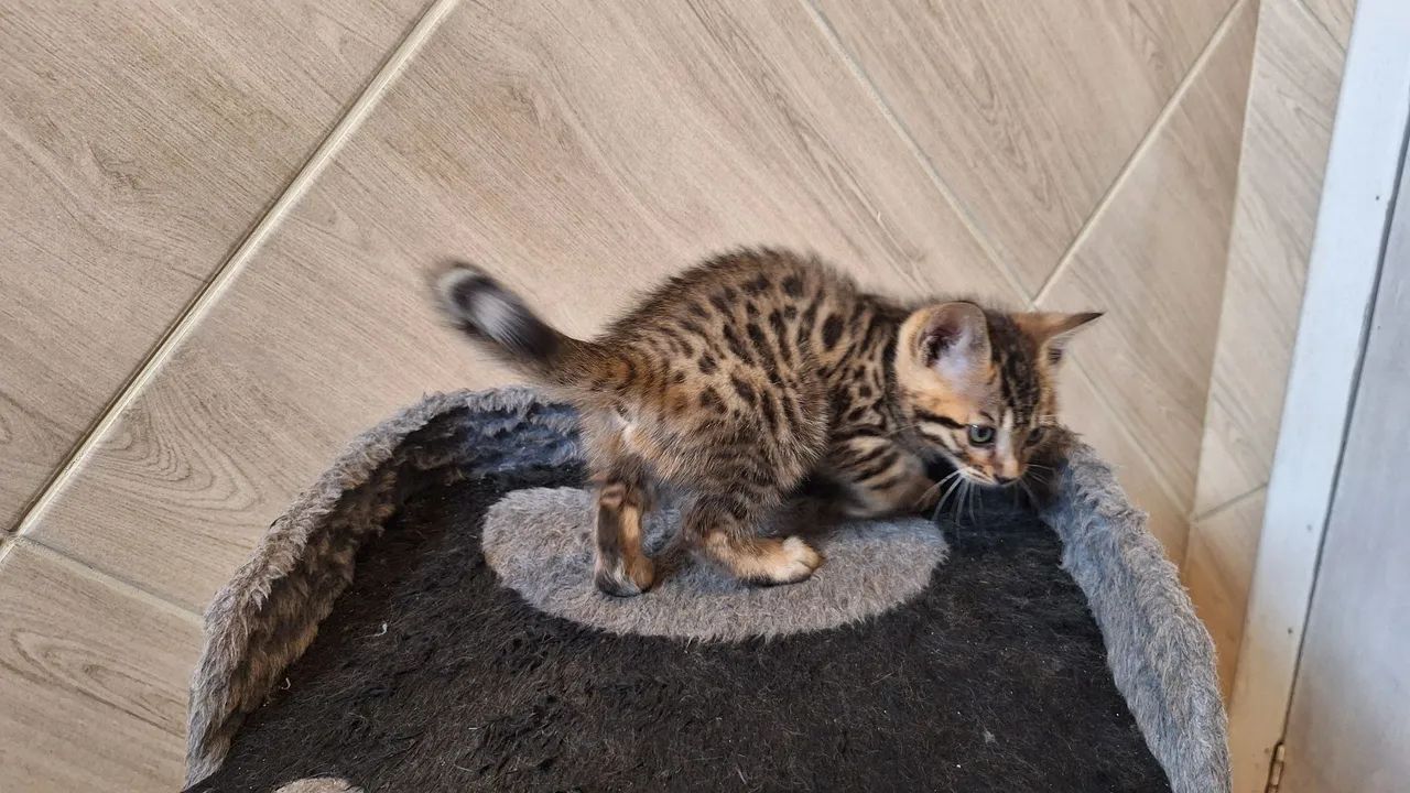Bengal Cat   - Foto 3
