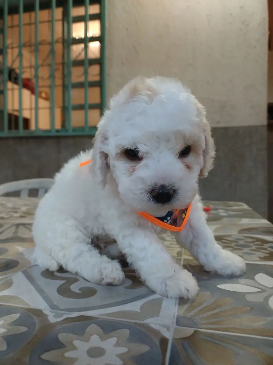 Poodle ? - Foto 3