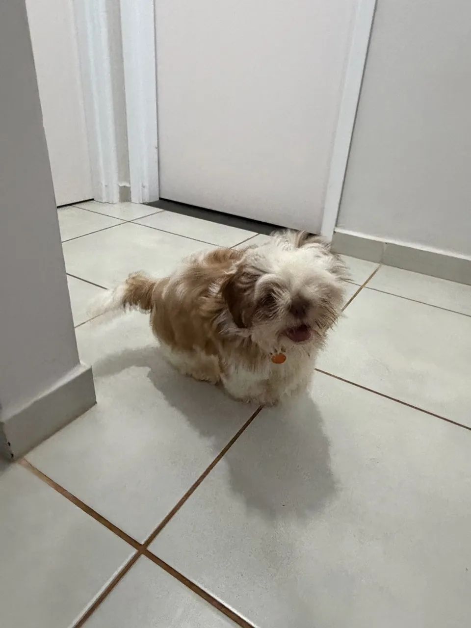 Shitzu macho  4 meses .