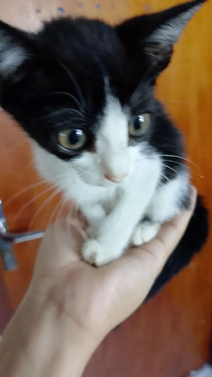 Gatos Irmãos  - Foto 2
