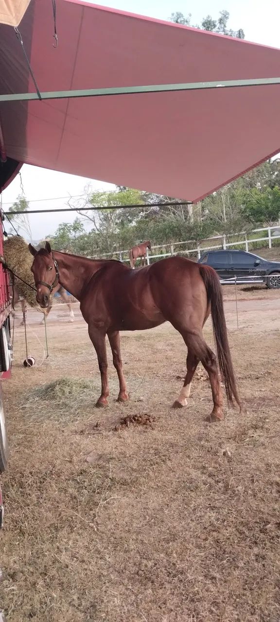 Cavalo quarto de milha  - Foto 2