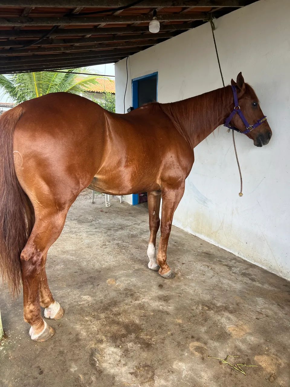 Cavalo de esquerda! - Foto 3