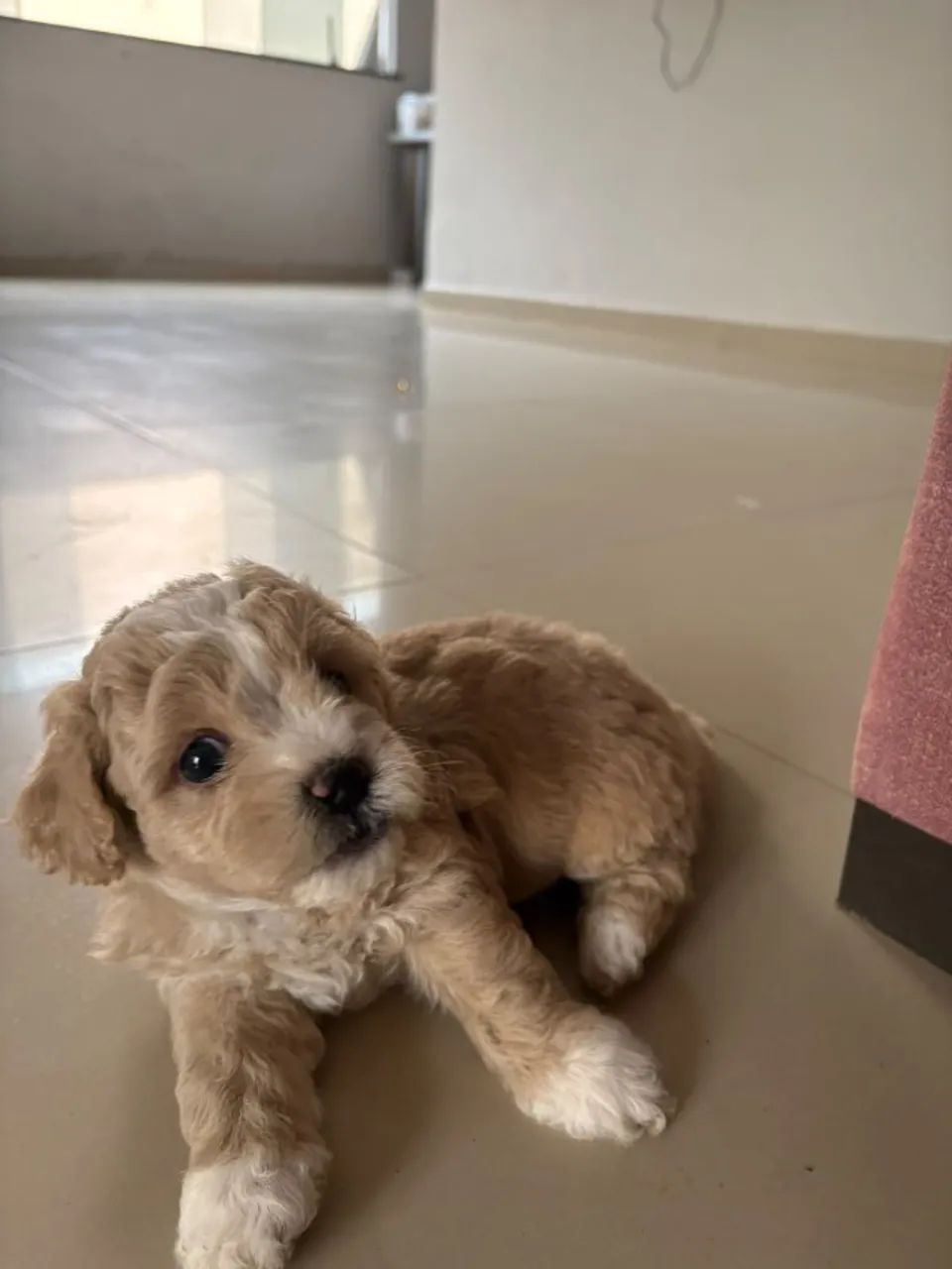 Cachorro  - Foto 2