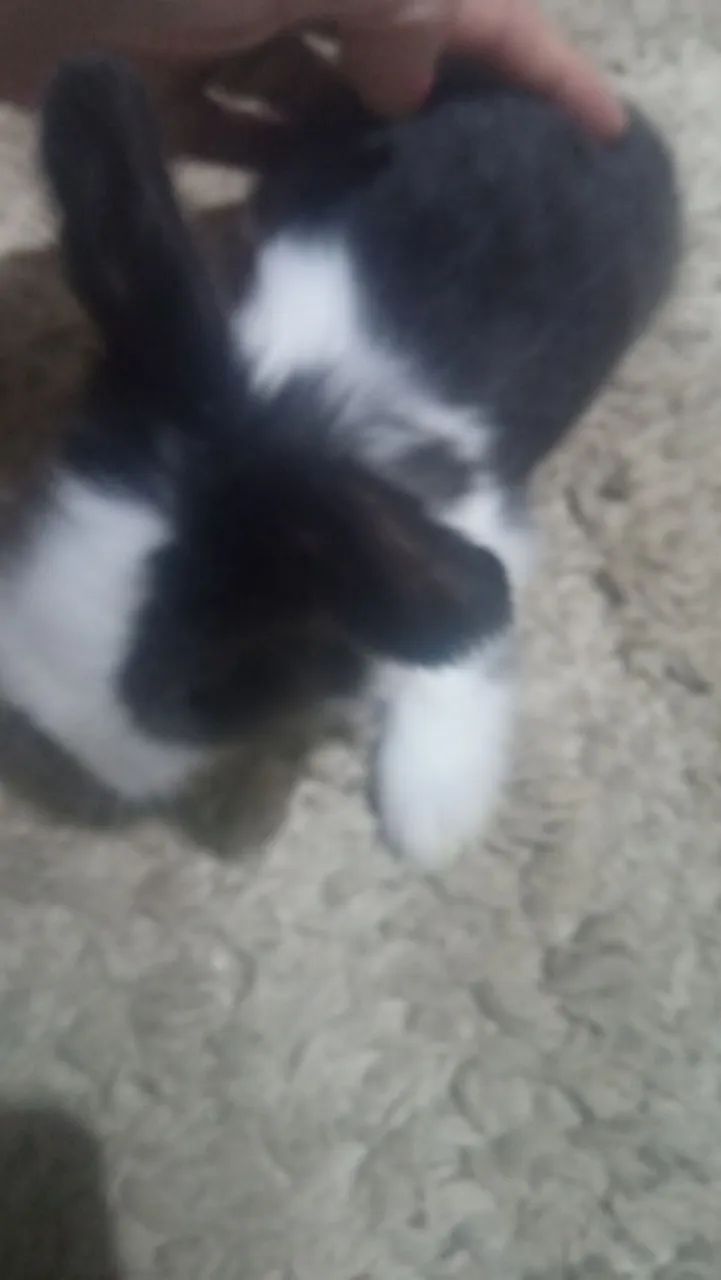 Coelhinho fofinho docel Fuzzy loop - Foto 5