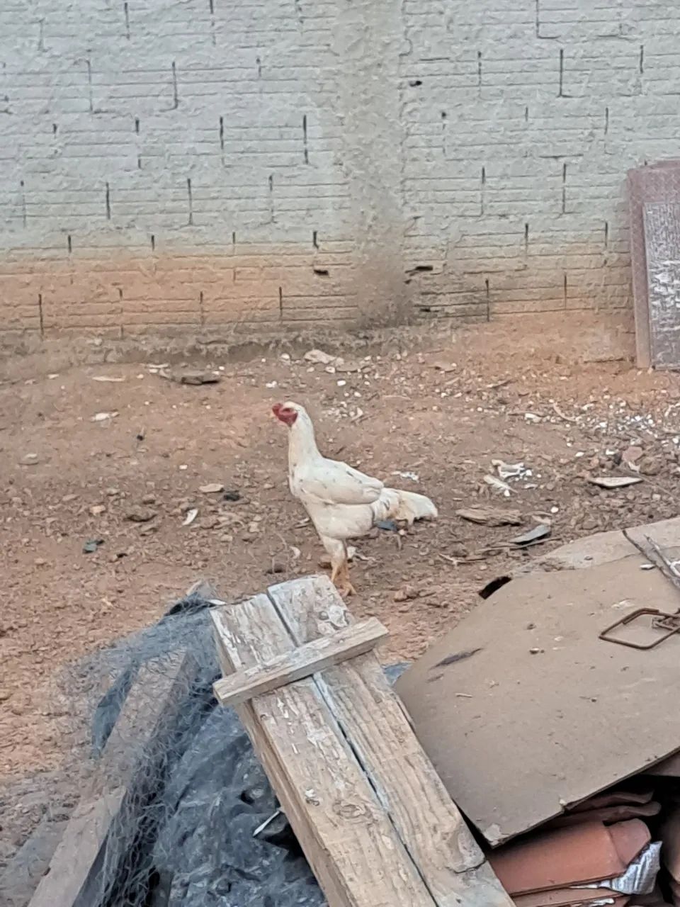 Frangos  - Foto 2