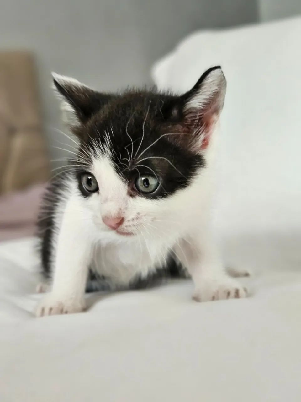 Gatinhos para adoção - Foto 4