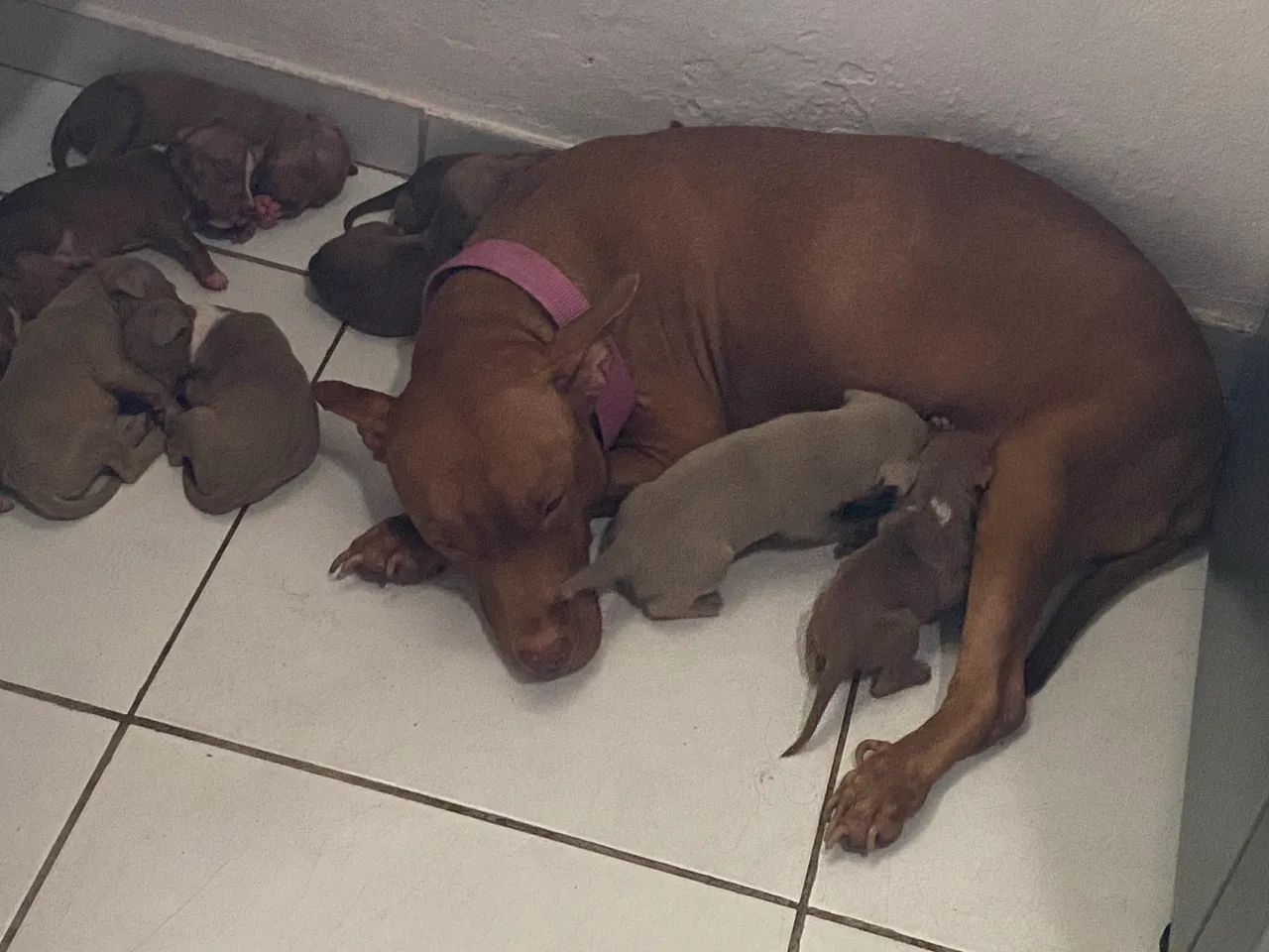 Vendo Pitbull - Foto 2