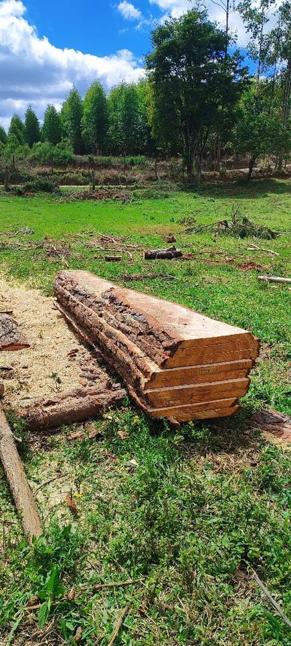 Pracha de pinus  - Foto 2