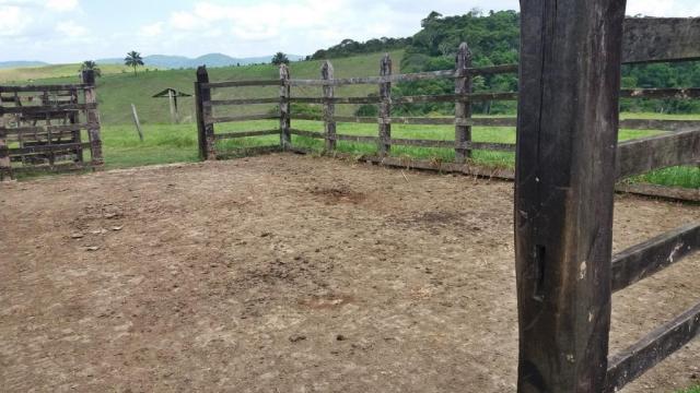 Fazenda 240 has em Tancredo Neves/BA - Foto 16