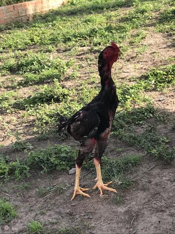 Vendo galos Índio Gigante
