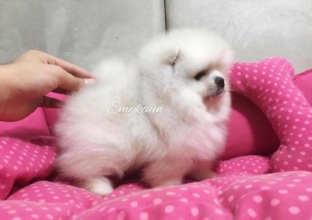 Lindo filhote de spitz alemao - Foto 2