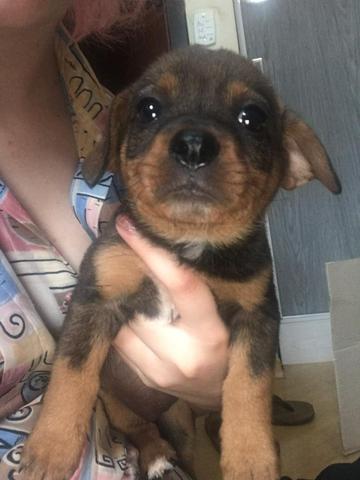 Cães para adoção