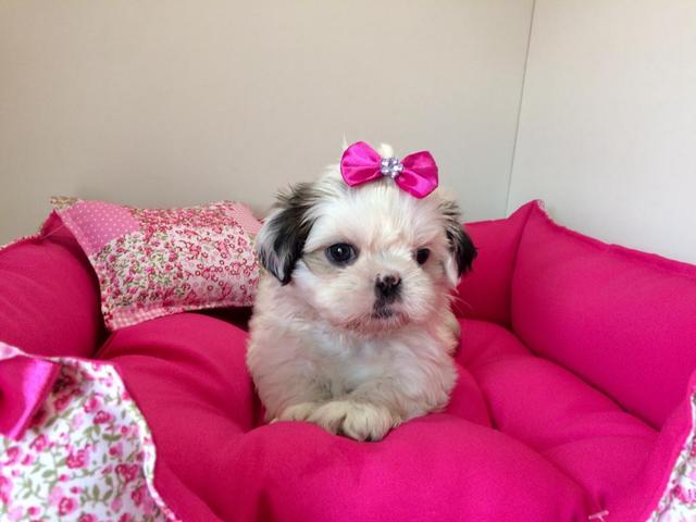 Lindo Shihtzu macho e fêmeas no filhotes mimados - Foto 2