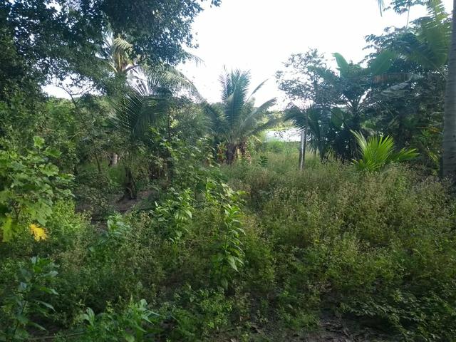 Terreno