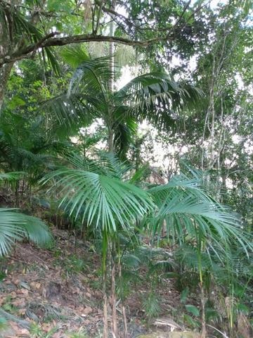 Terreno com 8 alqueires=19 hectares - Foto 17