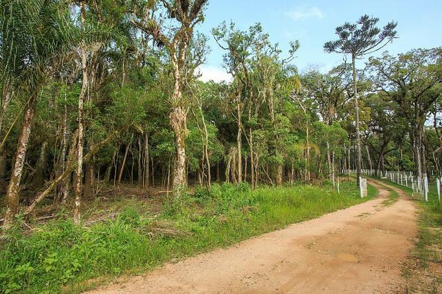 Chácara 0,5 ha, próximo á montadora da Audi 30min/Curitiba só R$85mil - Foto 6