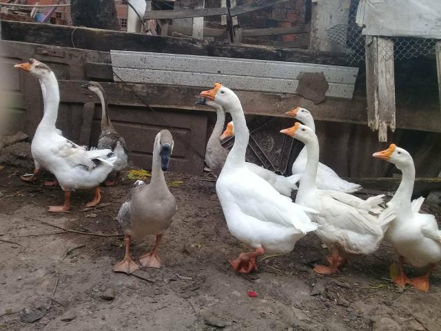Vendo Gansos - Foto 4