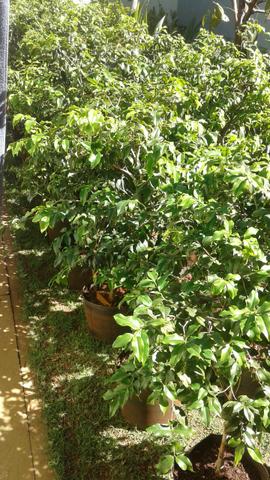 Viveiro Frutíferas c Frutos- Montamos pomar chacará e fazenda- grama e mudas de eucalipto - Foto 3