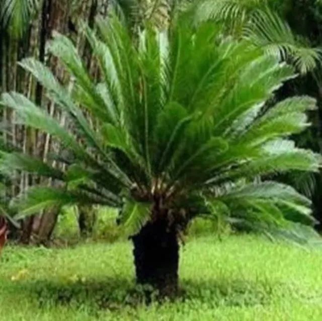 Cica de vários tamanhos 