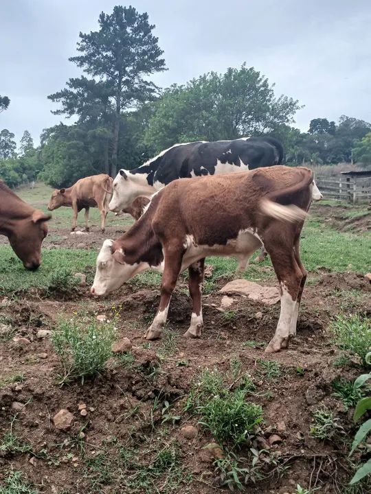 Vendo tourinhos hereford e black angus - Foto 6