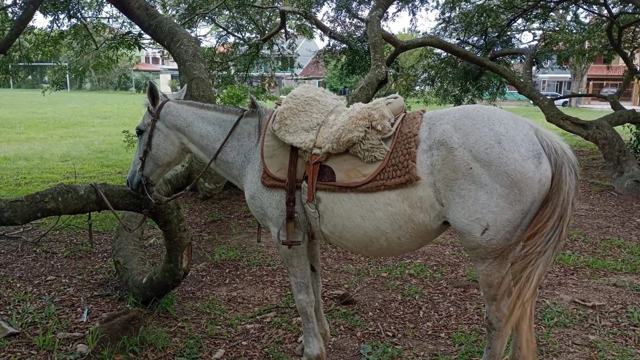 Egua tordilha para venda - Foto 4