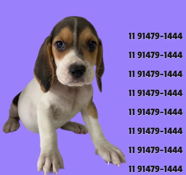 Beagle for hot sale sale olx