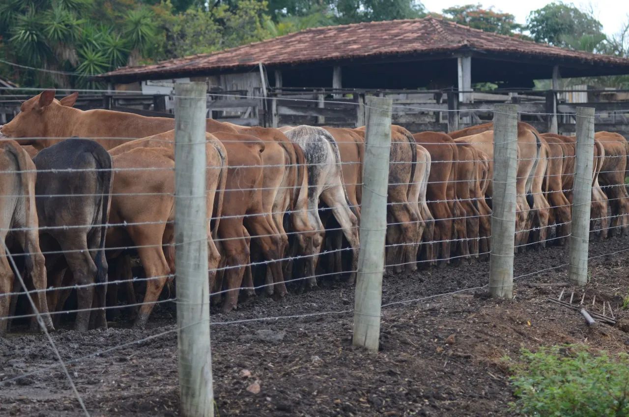 Vendo Gado Meio Sangue Senepol - Foto 2