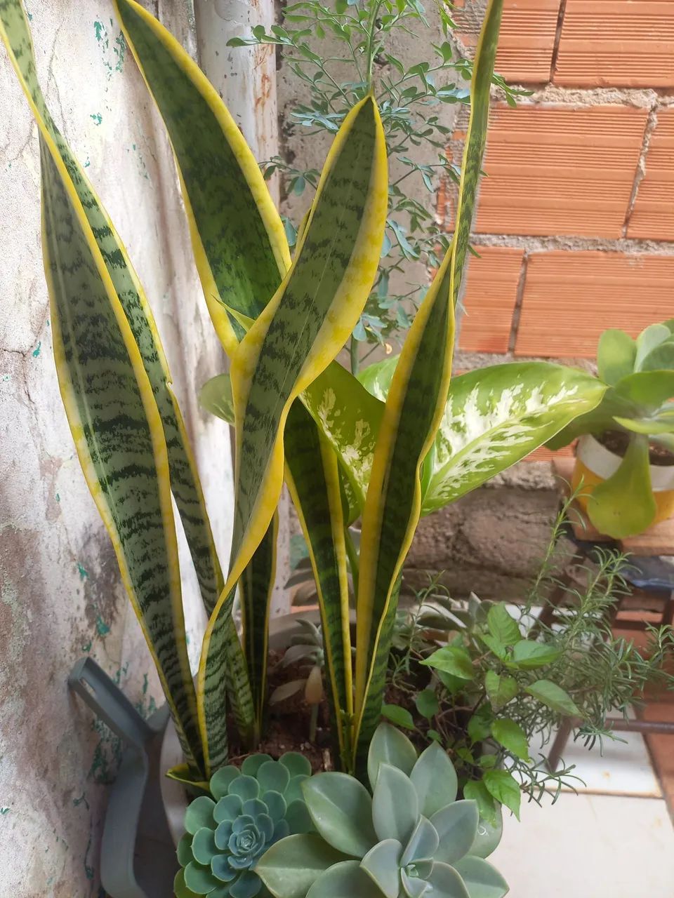 Conjunto de Plantas para Decoração - Foto 2