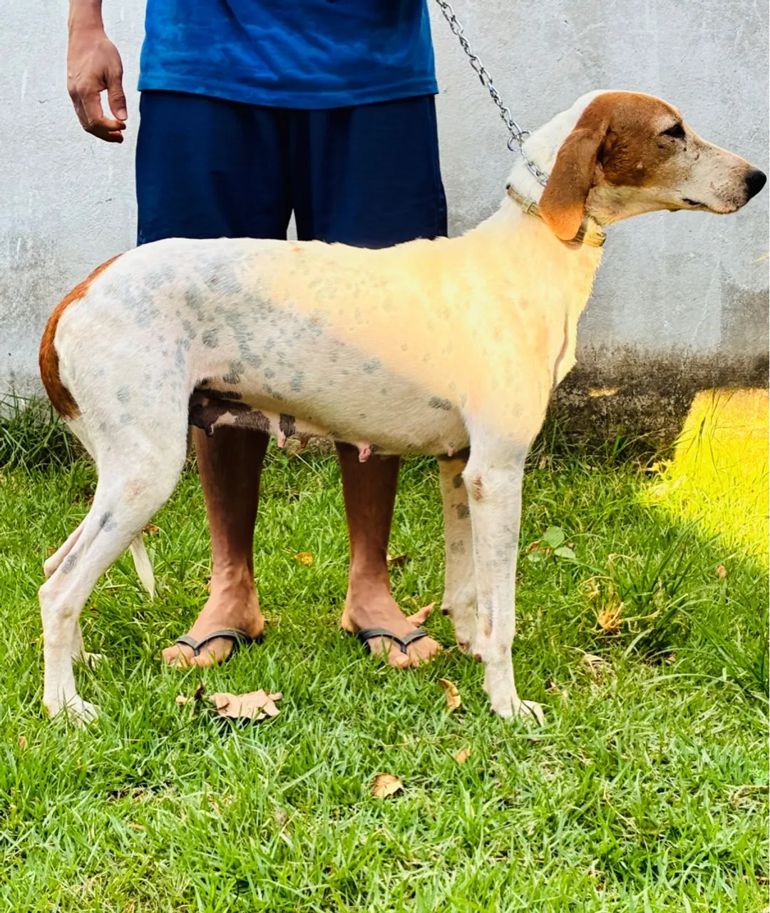 FoxHound Americano Urrador
