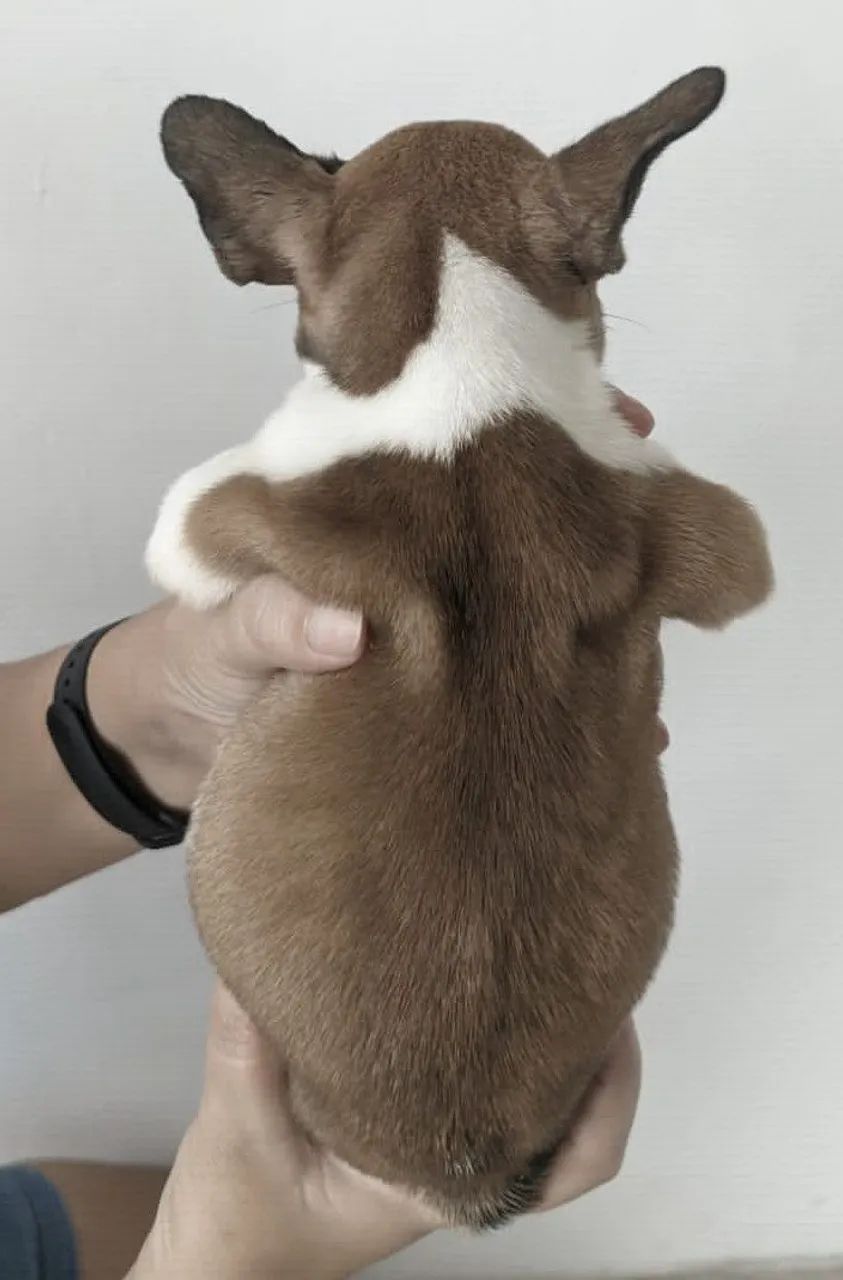 Filhote de Bulldog Francês Pedigree CBKC - Foto 2