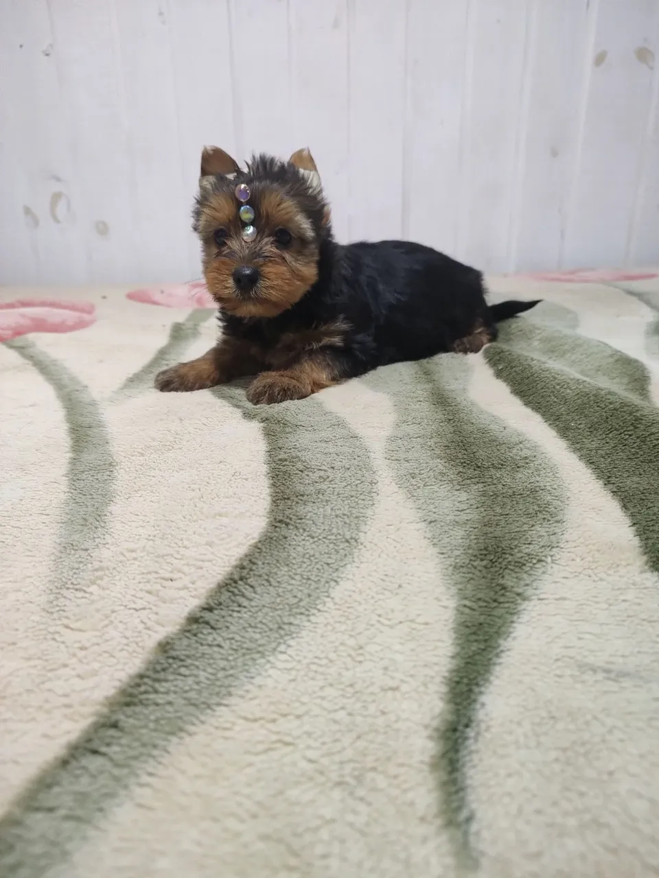 Filhote de Yorkshire Terrier Mini Fêmea, parcelo