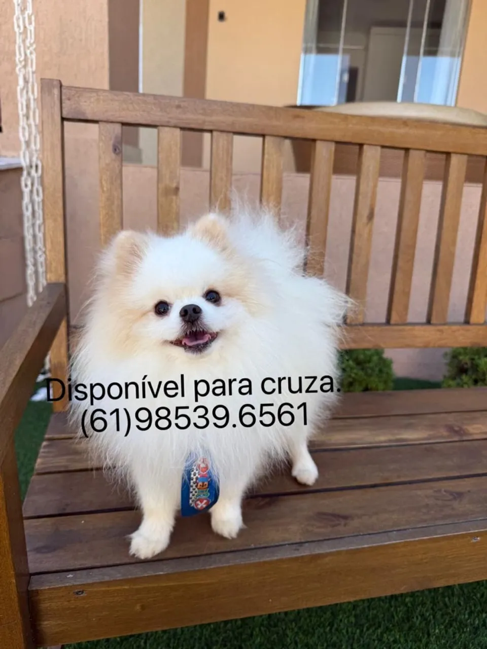 Spitz Alemão disponível para cruza