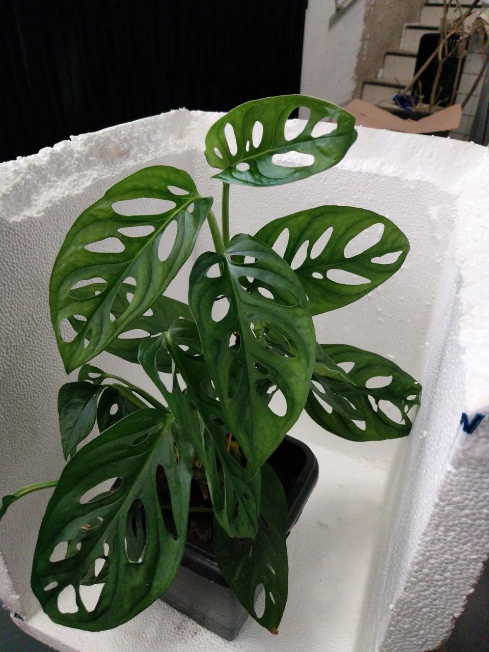 Vasos de Costela de Eva (Monstera Adansonii) (ver descrição) - Foto 2